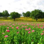 Understanding the Latest ED Treatments for Improved Sexual Health
