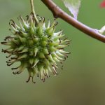 Natural Remedies for Erectile Dysfunction Treatment: Myths and Realities