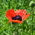 Debunking Myths About ED Treatment