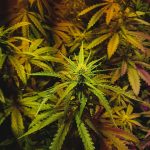 Understanding ED Treatment Options for Better Sexual Health