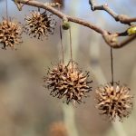 Exploring Natural Remedies as ED Treatments: What Works?
