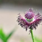 Erectile Dysfunction Treatment: Exploring Natural Remedies