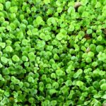 Exploring the Connection Between Mental Health and Erectile Dysfunction Treatment