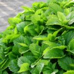 The Rise of Online Pharmacies: Accessing Viagra No Prescription Easily