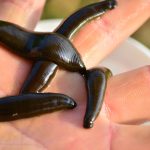The Role of Mental Health in Erectile Dysfunction