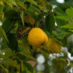 Explore the Benefits of Buying Viagra Online Safely