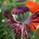 Natural Remedies and Lifestyle Changes in ED Treatments