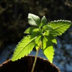 Tips for a Hassle-Free Viagra Online Buy Experience