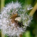 Comparing Oral Medications for Erectile Dysfunction Treatments: What You Need to Know