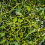 the future of sexual health: viagra online and its implications