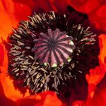 Natural Remedies and Their Effectiveness in ED Treatment