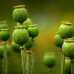 The Impact of Nutrition on ED Treatment Effectiveness