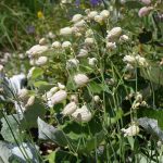 Natural Remedies: Exploring Effective ED Treatments
