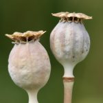 A Comprehensive Guide to Erectile Dysfunction Treatment Options