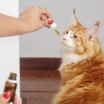 Debunking Myths Surrounding ED Treatment and Its Efficacy