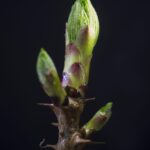 Viagra No Prescription: Myths and Misconceptions Debunked