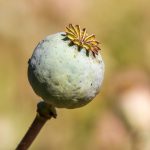 Erectile Dysfunction Treatments: A Review of Non-Invasive Options