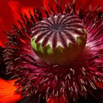 The Impact of Lifestyle Changes on Effective ED Treatments