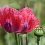 Medications for Erectile Dysfunction: What You Need to Know