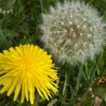 How Viagra Online Buy is Changing the Landscape of Male Wellness