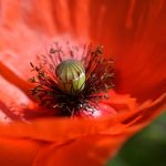 The Importance of Professional Help in Erectile Dysfunction Treatment