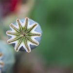 The Impact of Diet on Erectile Dysfunction Treatments: A Nutritional Approach