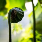 Erectile Dysfunction in Younger Men: A Growing Concern