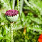 The Connection Between Diabetes and Erectile Dysfunction
