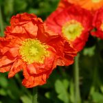 Natural Remedies for Erectile Dysfunction: What Works?