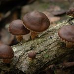 How to Choose the Right Erectile Dysfunction Treatments for Your Needs