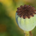 Exploring Natural Remedies for ED Treatment