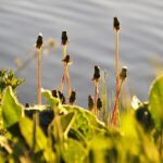 Unlocking the Secrets of Natural Remedies for Erectile Dysfunction