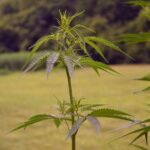 Exploring Innovative ED Treatments for Improved Sexual Health