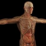 Psychological Factors Contributing to Erectile Dysfunction: Unraveling the Mind-Body Connection