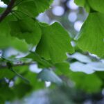 Natural Remedies that Complement Traditional ED Treatments
