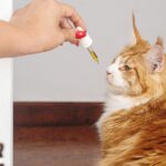 The Impact of Nutrition on ED Treatments and Sexual Health