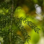Combining Traditional and Modern Approaches in Erectile Dysfunction Treatments