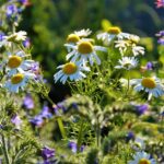 Natural Remedies in ED Treatment: What Works and What Doesn't
