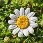 Breakthroughs in Natural Remedies for Erectile Dysfunction