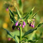 A Closer Look at Hormonal Therapies in ED Treatments